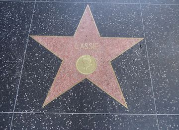 california/hollywood/attraction/lassie-s-star
