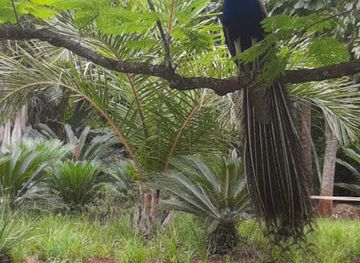 eswatini/ngwenya-border-post/attraction/summerfield-botanical-gardens