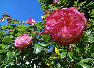 united-kingdom/essex/attraction/cater-museum