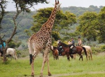 south-africa/cape-town/attraction/explore-the-cape-tours-safaris