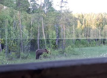 sweden/jamtland/attraction/wildlife-experience-sweden