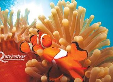 australia/port-douglas/attraction/quicksilver-cruises