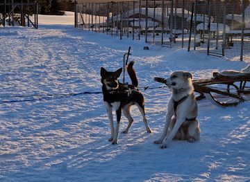 sweden/jamtland/attraction/are-sleddog-adventures