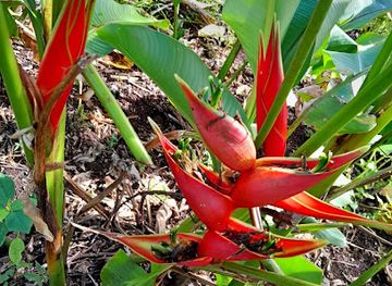 vanuatu/efate/attraction/hilltop-botanical-garden