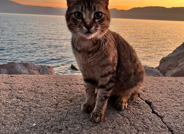 greece/nafplio/attraction/bingus-the-sweet-kitty