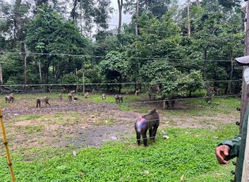 nigeria/efik/attraction/drill-ranch