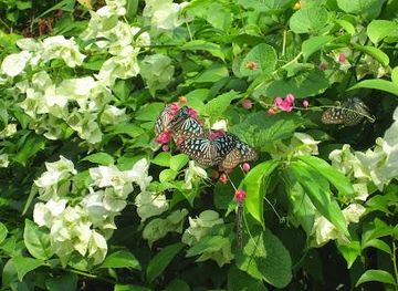 thailand/koh-samui/attraction/butterfly-garden