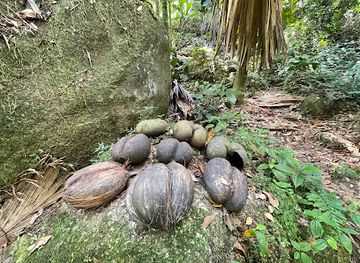 seychelles/bird-island/attraction/jardin-marron