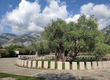 montenegro/zeta-plain/attraction/old-olive-tree