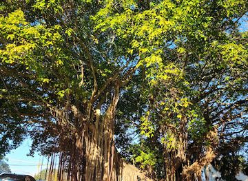 florida/st-petersburg/attraction/historic-banyan-tree