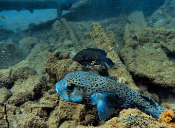 sri-lanka/galle-district/attraction/ss-orestes-ship-wreck-dive-site