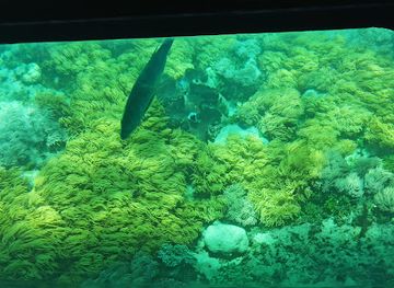 australia/great-barrier-reef/attraction/snorkeling