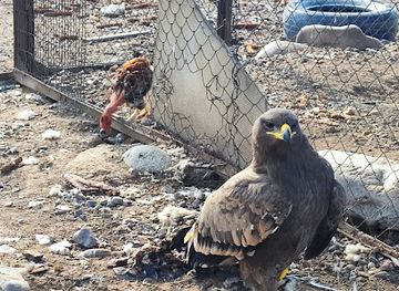 kazakhstan/kolsai-lakes-national-park/attraction/skazka-zhivoy-prirody