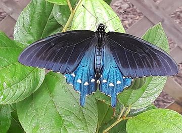 massachusetts/barnstable-county/attraction/butterflies-of-cape-cod