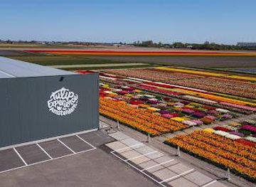 netherlands/the-hague/attraction/tulip-experience-amsterdam