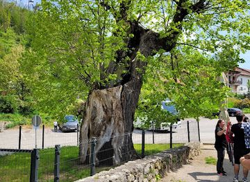 slovenia/postojna-cave/attraction/lipa-erazma-predjamskega