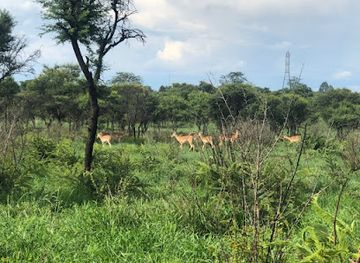 zimbabwe/matobo-national-park/attraction/tshabalala-game-sanctuary