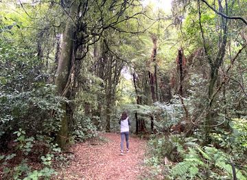 new-zealand/hawke-s-bay/attraction/mohi-bush-scenic-reserve