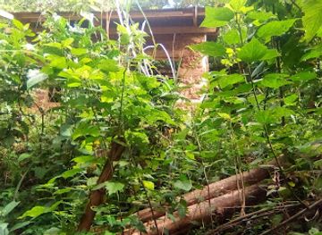 uganda/lake-bunyonyi/attraction/bwindi-reptile-farm