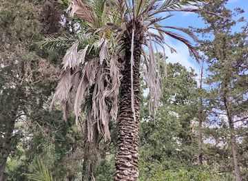 greece/kos/kardamena/attraction/palm-of-the-hippocrates