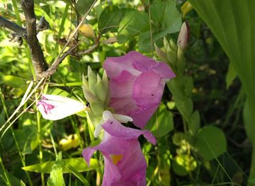zambia/blue-lagoon-national-park/attraction/mountain-ben-mwiiga