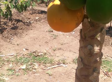 malawi/blantyre/attraction/miracle-gardens