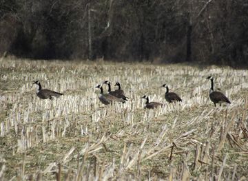 maryland/wye-island-natural-resource-management-area/attraction/dividing-creek-trail