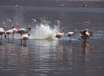 kenya/lake-bogoria/attraction/bogoria-hot-water-spouting-geysers