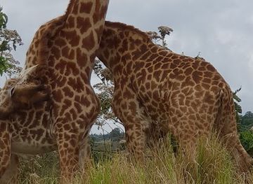 tanzania/arusha/attraction/tourism