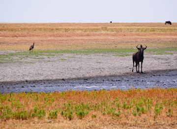 zambia/kafue-national-park/attraction/liuwa-plain-national-park