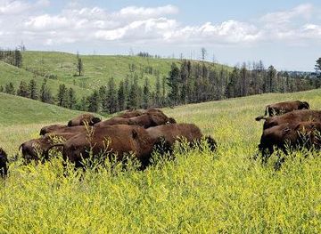 south-dakota/mount-rushmore/attraction/custer-state-park