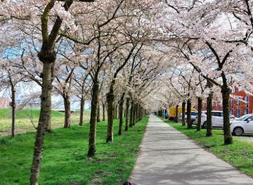 netherlands/flevoland/attraction/cherry-blossom-street-almere