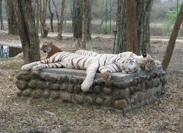 india/bengaluru/attraction/bannerghatta-national-park