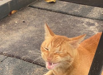 maldives/male/attraction/hunchback-hunchie