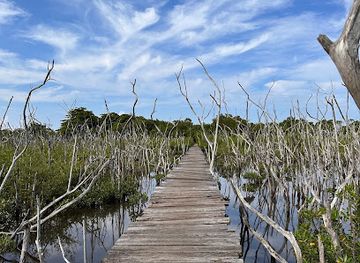 costa-rica/guanacaste/attraction/bridge-through-mangrove