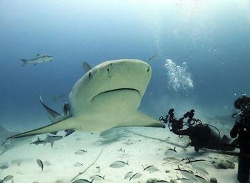 mexico/cozumel/attraction/scuba-libre