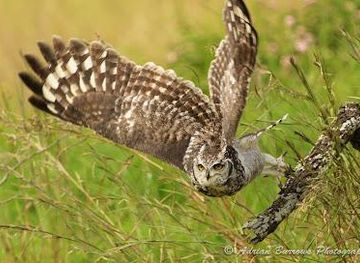 south-africa/durban/attraction/african-raptor-centre