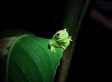Night walk Monteverde Finca Lantana