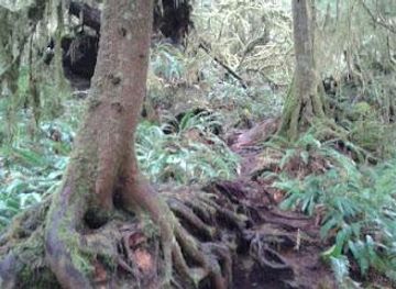 washington/federal-way/attraction/cheryl-s-northwest-tours-llc