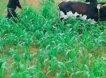 eritrea/adi-keyh/attraction/kesad-emba