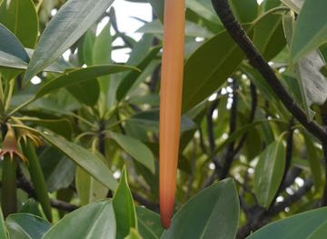 madagascar/toamasina/attraction/issedd-mangrove-team