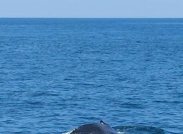 massachusetts/quincy/attraction/cape-ann-whale-watch