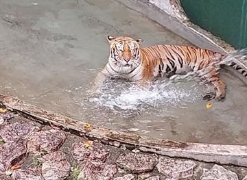 singapore/little-india/attraction/johor-zoo