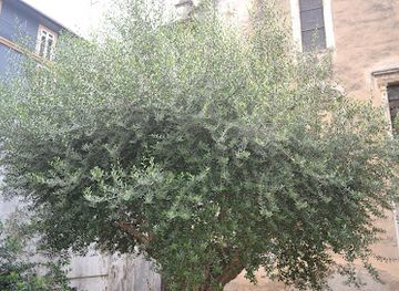 portugal/coimbra/attraction/oliveira-centenaria-de-coimbra