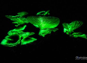 australia/limestone-coast/attraction/ghost-mushroom-lane