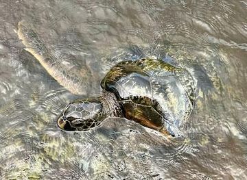 tanzania/zanzibar-city/attraction/jozani-tortoise-and-reptiles-park