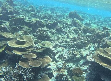 maldives/faafu-atoll/attraction/coral-garden