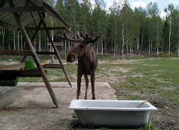 sweden/dalarna/attraction/langshyttans-algpark