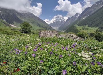 india/auli/attraction/valley-of-flowers-national-park