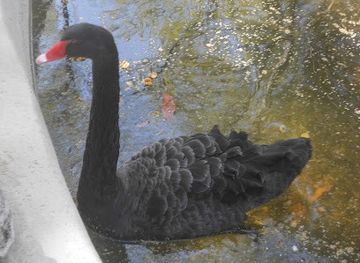 spain/madrid/attraction/swans-pond